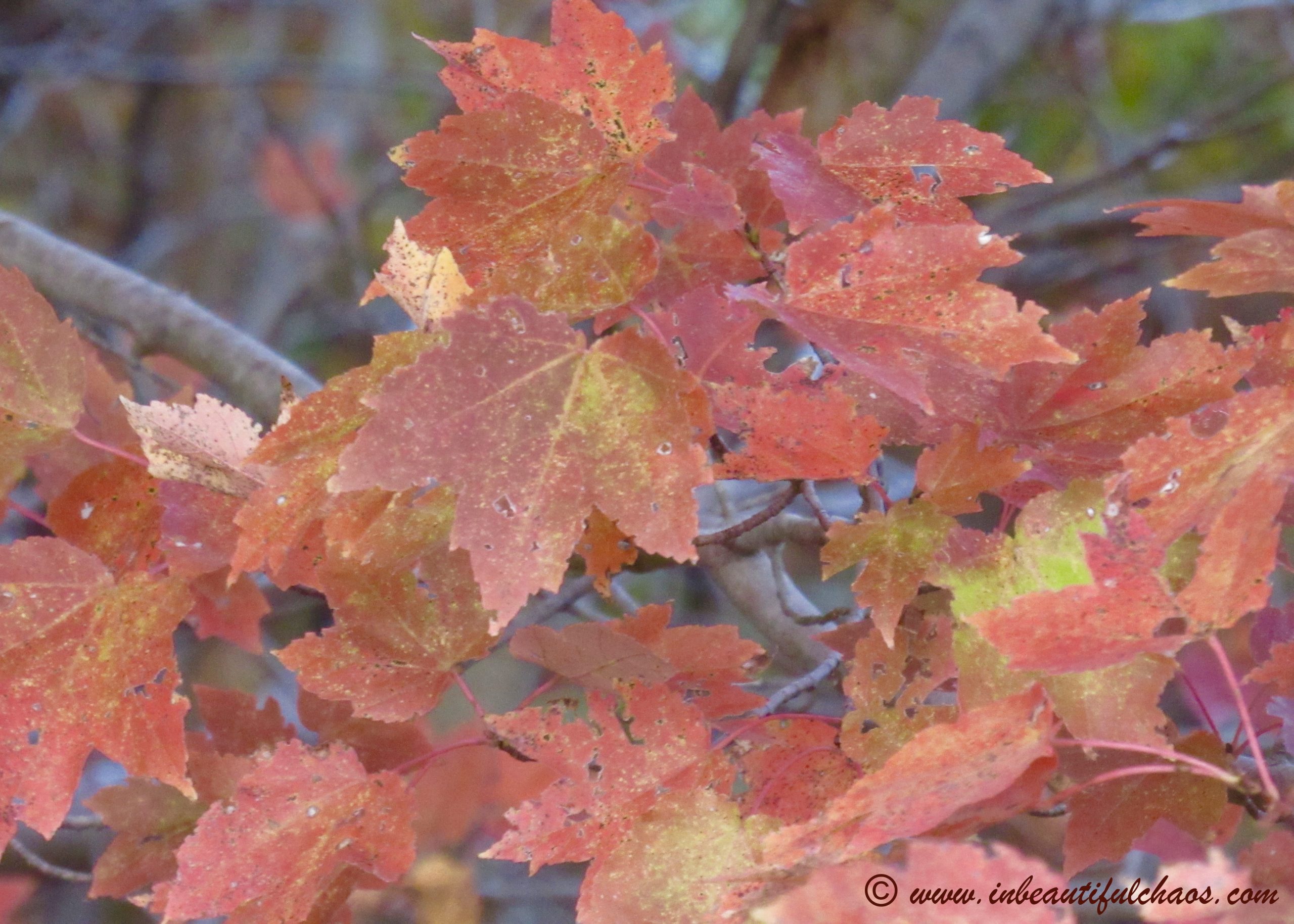 Reflections on Fall